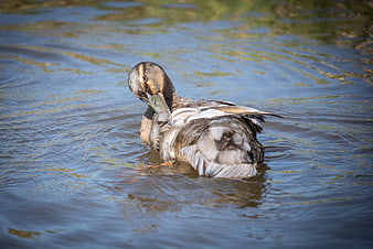 Mallard duck preening feathers in rippling blue water