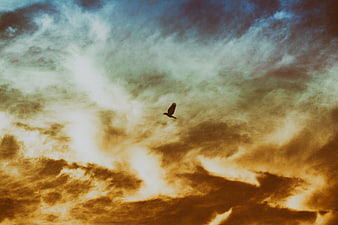 Silhouette of a bird flying against a dramatic sunset sky