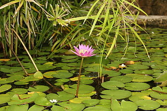 Pink Water Lily Blooming in Green Pond