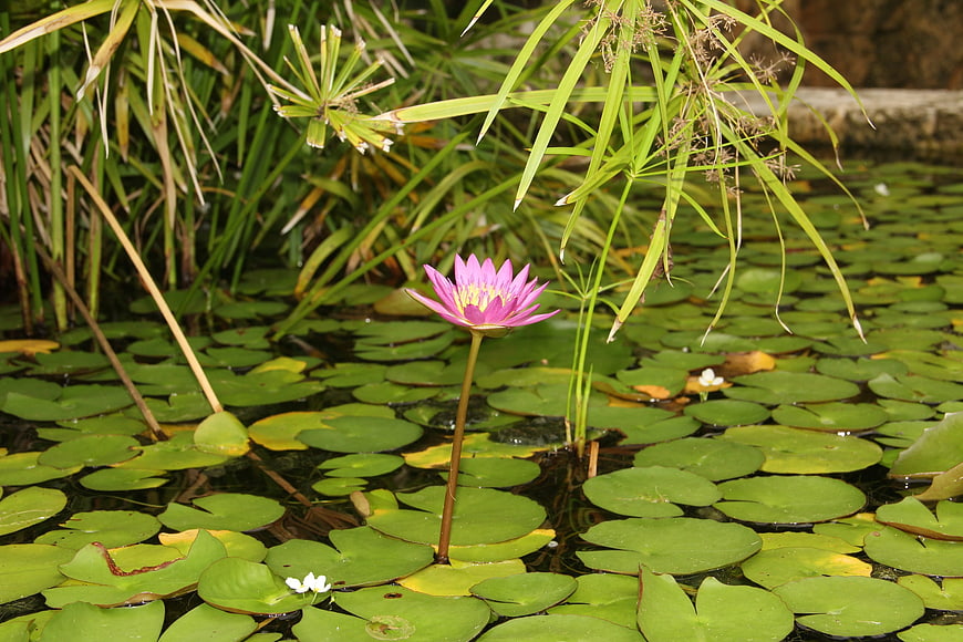 Pink Water Lily Blooming in Green Pond