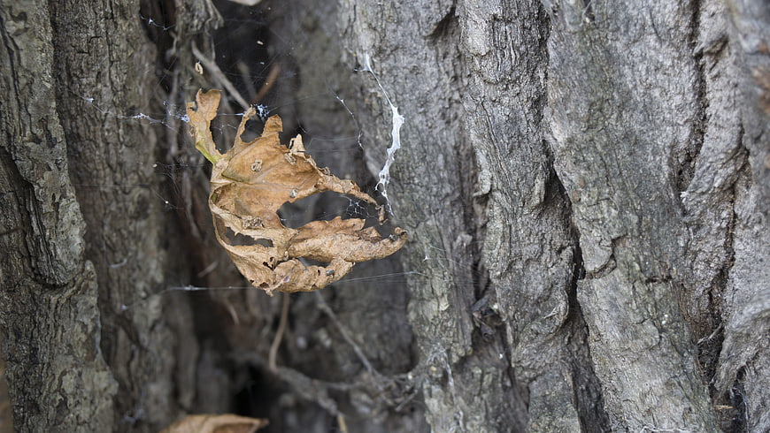 Dried brown leaf caught in spider web on tree bark
