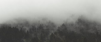 Misty Pine Forest Landscape with Foggy Mountain Scenery