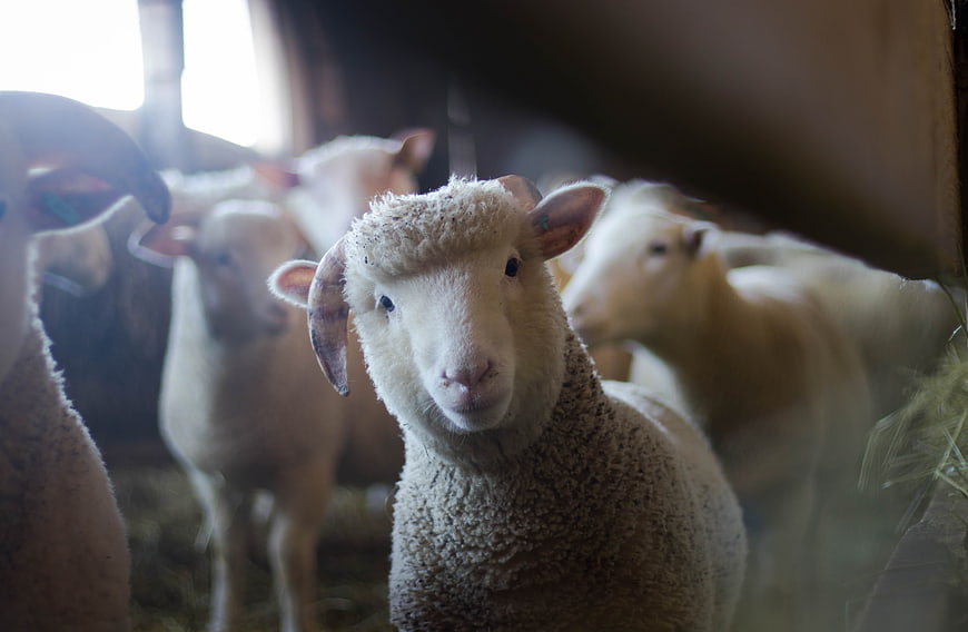 Curious sheep looking at camera in barn
