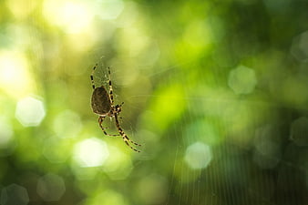 Garden Spider on Web with Green Bokeh Background