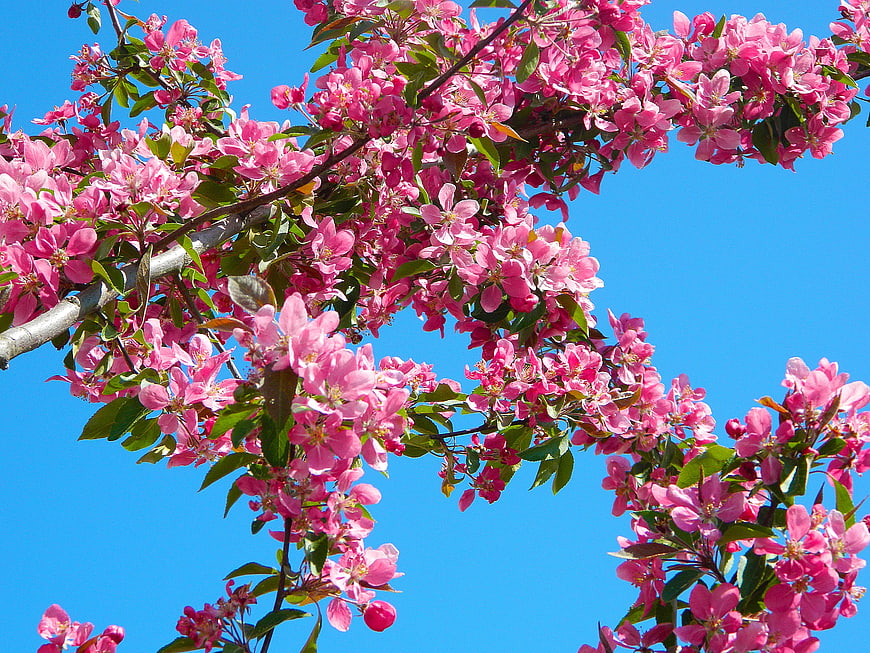 Pink Crabapple Blossoms Against Blue Sky