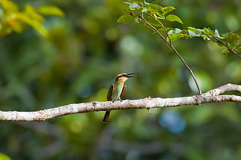 Green Bee-eater Bird Perched on Branch