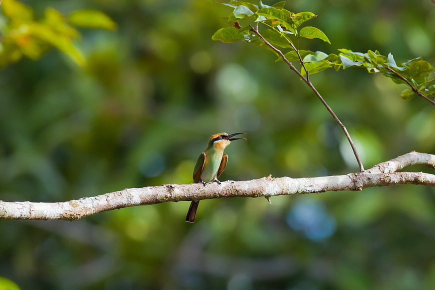 Green Bee-eater Bird Perched on Branch