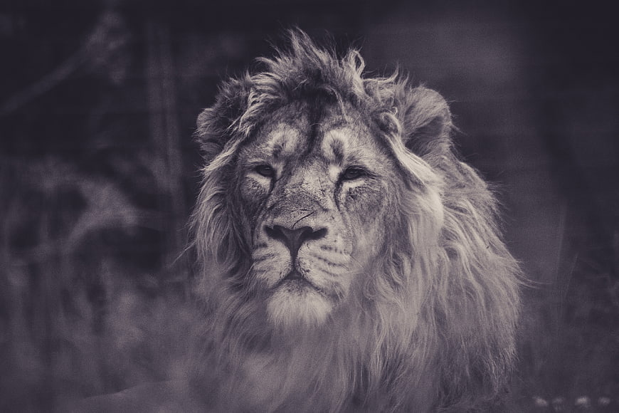 Majestic Male Lion Portrait in Black and White