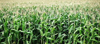 Green Corn Field With Tassels Growing In Summer