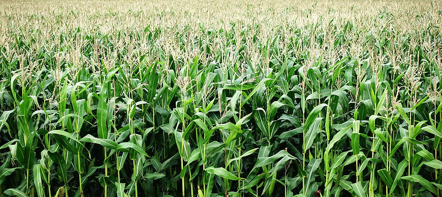 Green Corn Field With Tassels Growing In Summer