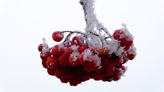 Frosty red berries on a branch against white background