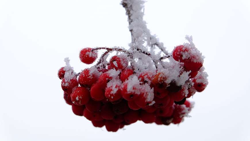 Frosty red berries on a branch against white background