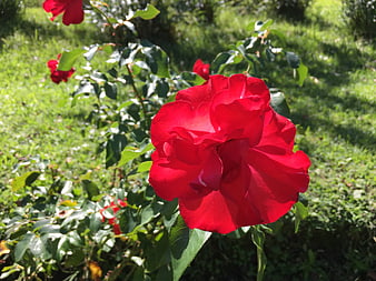 Vibrant Red Rose in Sunlit Garden