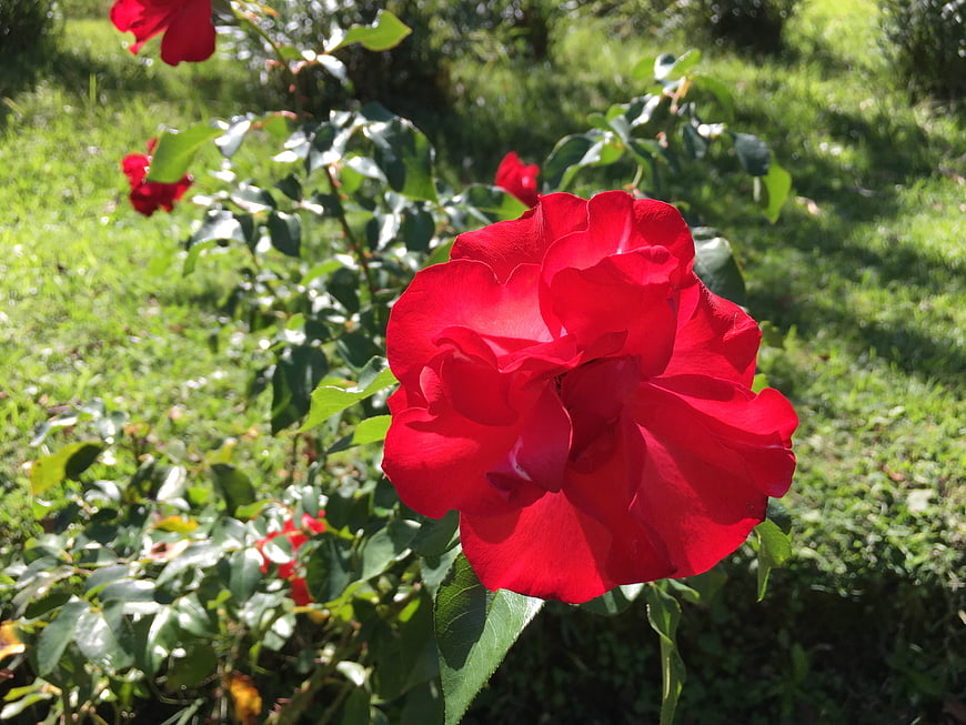 Vibrant Red Rose in Sunlit Garden
