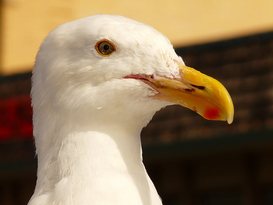Close-up portrait of a seagull head with yellow beak