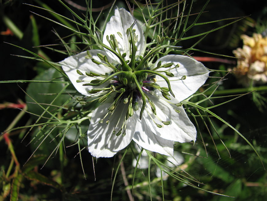 Close-up of white Nigella damascena spider flower