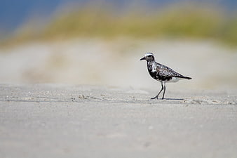 Black-bellied Plover Walking on Sandy Beach
