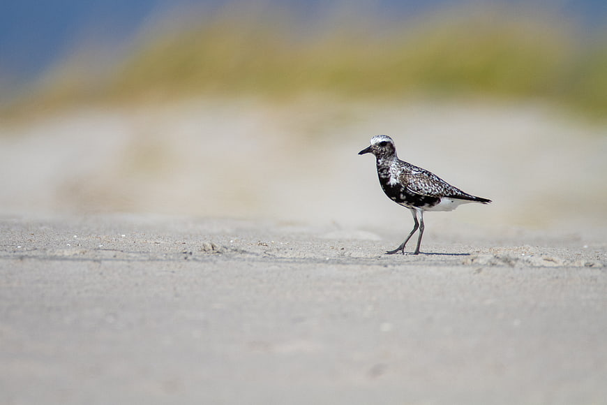 Black-bellied Plover Walking on Sandy Beach