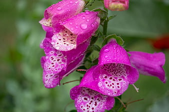 Close-up of Pink Foxglove Flowers with Raindrops