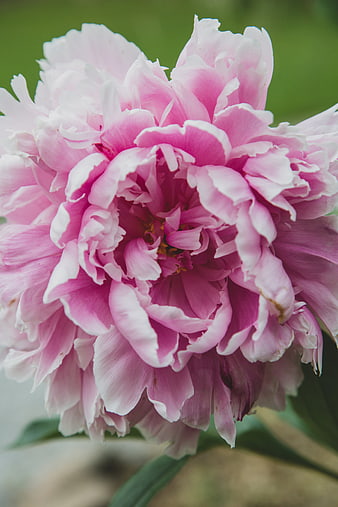 Close-up of a vibrant pink peony flower with soft petals