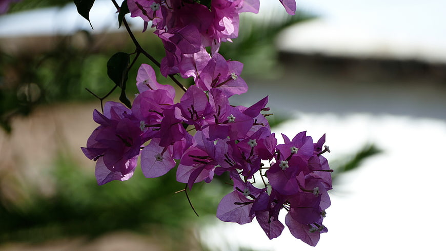 Vibrant Purple Bougainvillea Flowers on a Branch