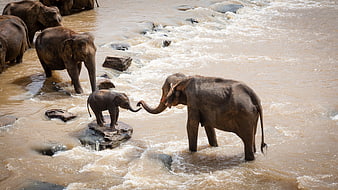 Elephant Herd Crossing River with Baby on Rock