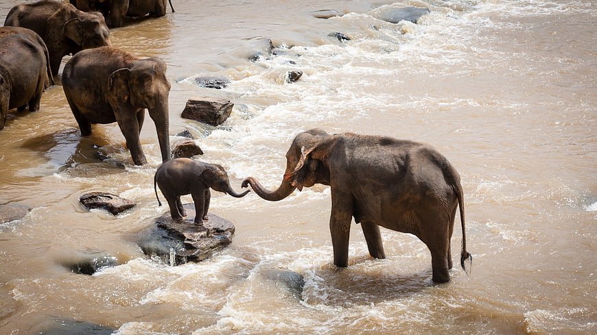 Elephant Herd Crossing River with Baby on Rock