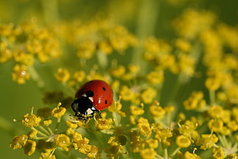 Red Ladybug on Yellow Wildflower Macro