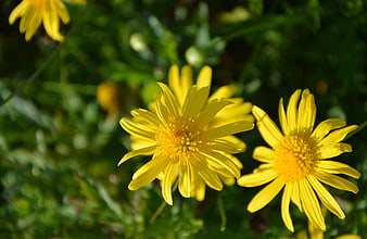 Close-up of bright yellow flowers in a green garden