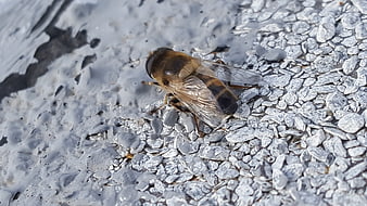 Close-up of a hoverfly on textured gray asphalt surface