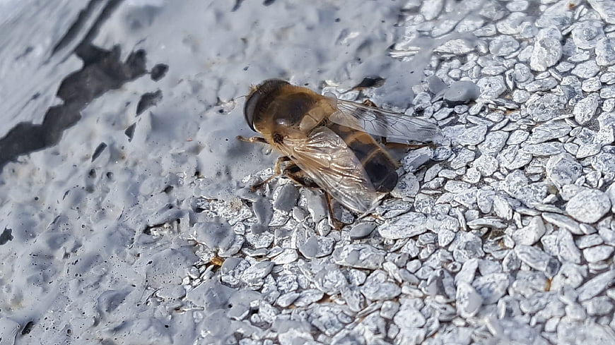 Close-up of a hoverfly on textured gray asphalt surface