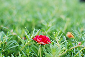 Vibrant Red Moss Rose Flower in Green Foliage