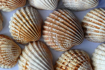 Close-up of textured brown and white scallop seashells