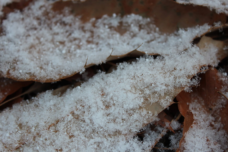 Close-up of frost crystals on brown autumn leaves