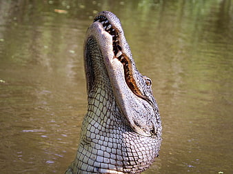 Alligator with open mouth in murky water