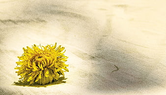 Yellow Dandelion Flower on Textured White Fabric Background