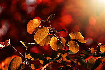 Backlit Autumn Leaves With Golden Veins And Red Bokeh Background