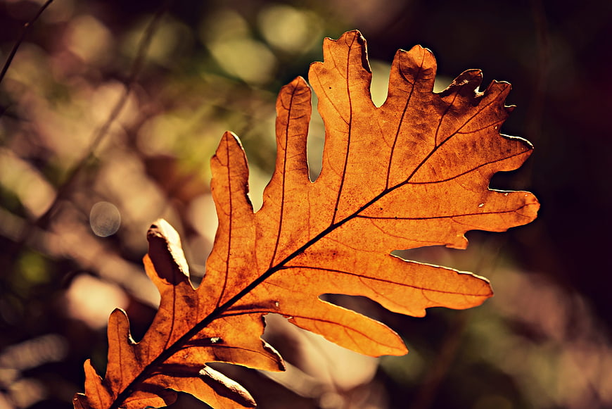 Backlit Autumn Oak Leaf Close Up