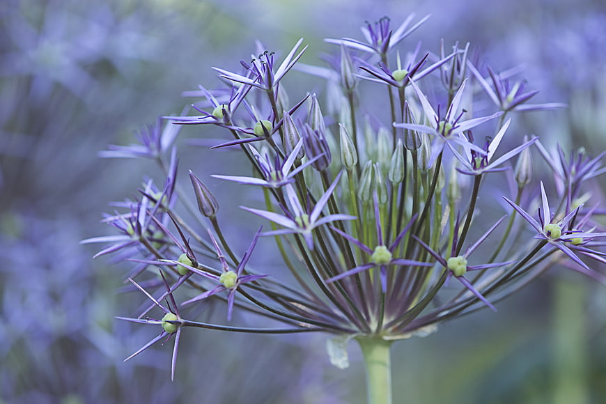 Close-up of purple allium flower with star-shaped blooms