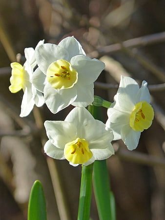Close-up of white and yellow daffodils in spring sunlight