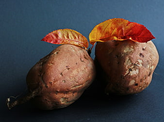 Two Sweet Potatoes With Autumn Leaves On Dark Blue Background