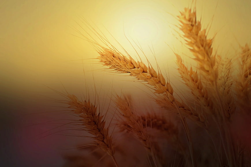 Golden wheat ears backlit by warm evening sunlight in a field