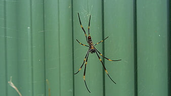 Golden silk orb-weaver spider on web against green background
