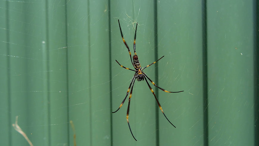 Golden silk orb-weaver spider on web against green background