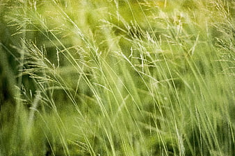 Close-up of green wild grass with shallow depth of field