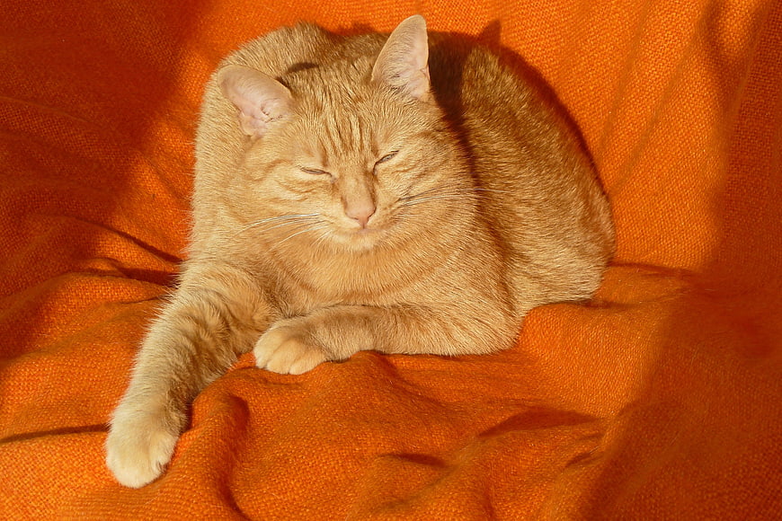 Sleeping Orange Tabby Cat on Vibrant Orange Blanket