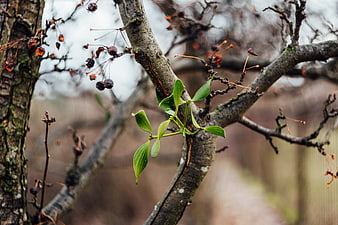 Mistletoe growing on a tree branch in winter