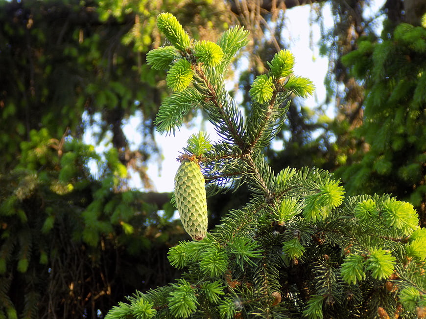 Close-up of a green spruce cone on a pine branch