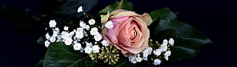 Pink Rose and Baby's Breath Floral Arrangement on Dark Background