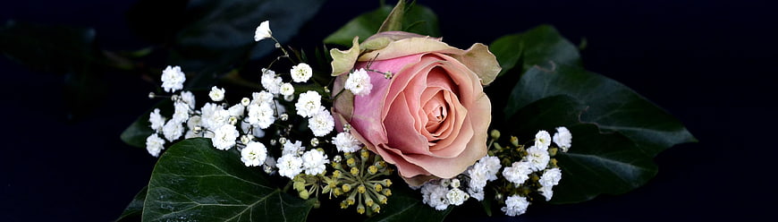 Pink Rose and Baby's Breath Floral Arrangement on Dark Background